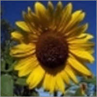 हेलियनथस एनुअस