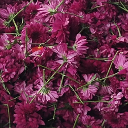 Pink Doria Flower - Color: Red