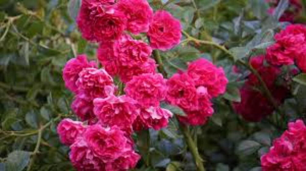 Natural Paneer Rose - Color: Red