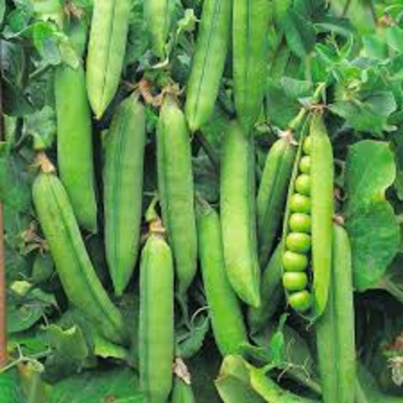 Green Peas - Packaging Size: 5-25kg