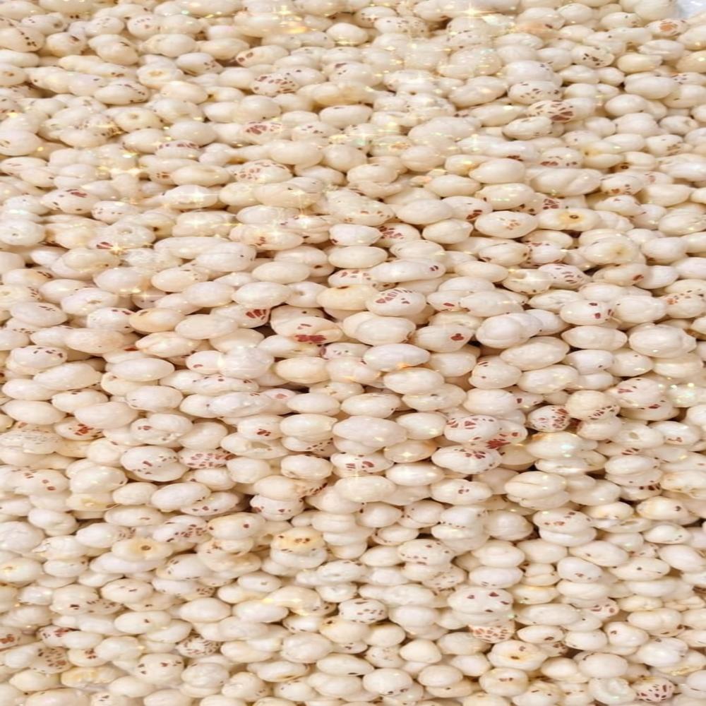 Snakiy 5+ Suta loose Mithila  Makhana