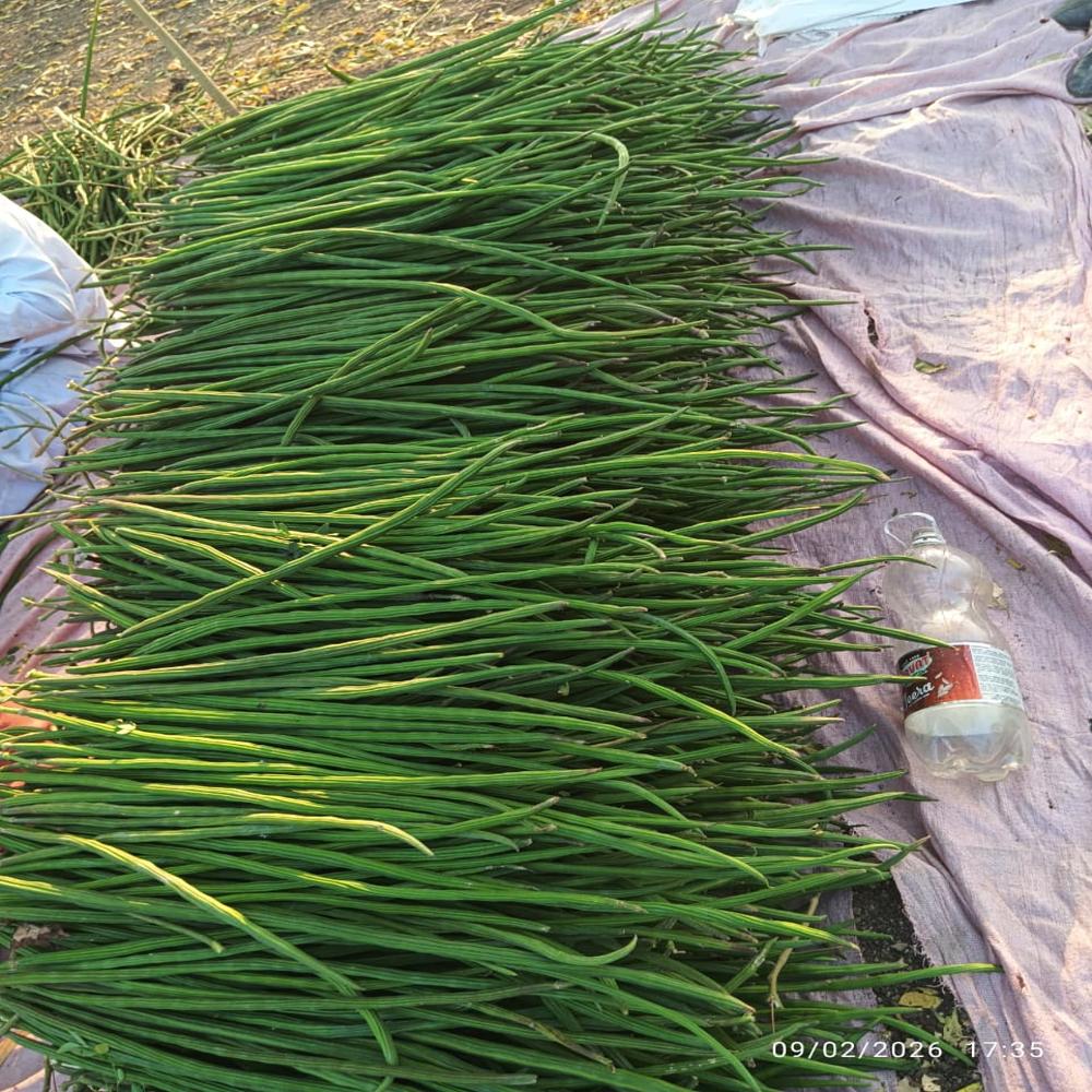Moringa Drumstick
