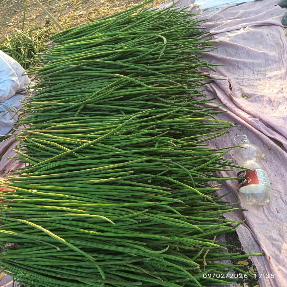 Moringa Drumstick