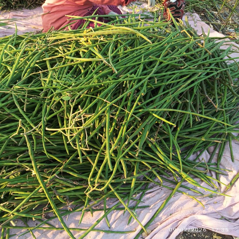 Moringa Drumstick