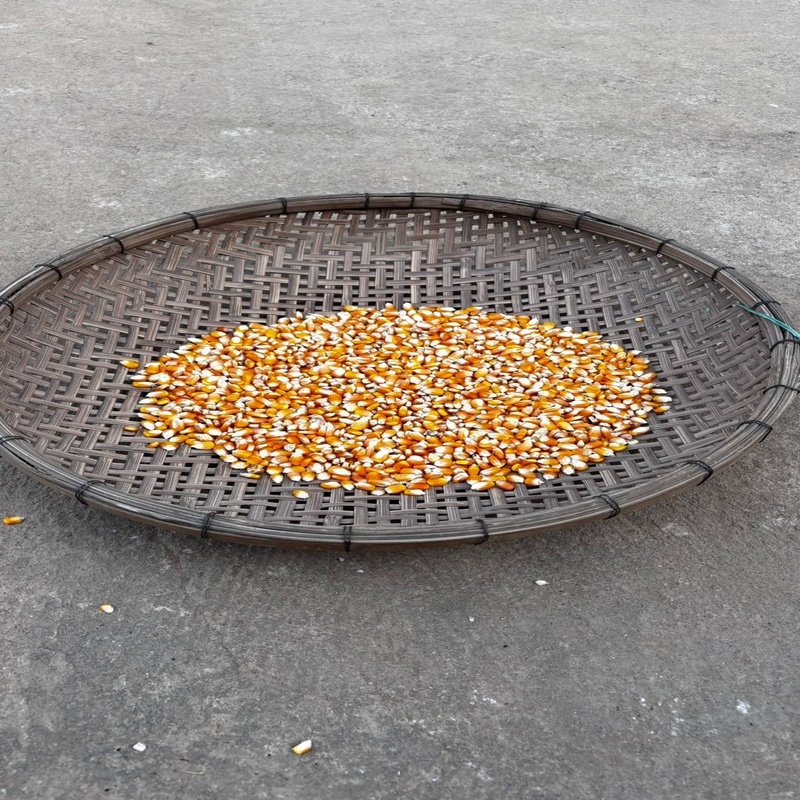 Maize Seedss - Color: Yellow