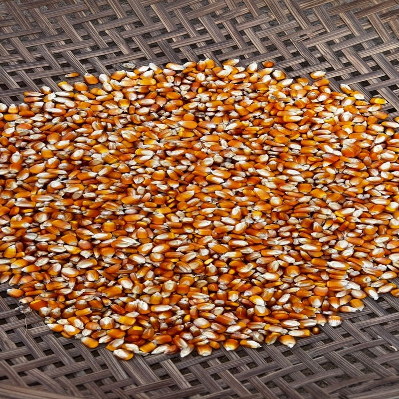Maize Seedss - Color: Yellow