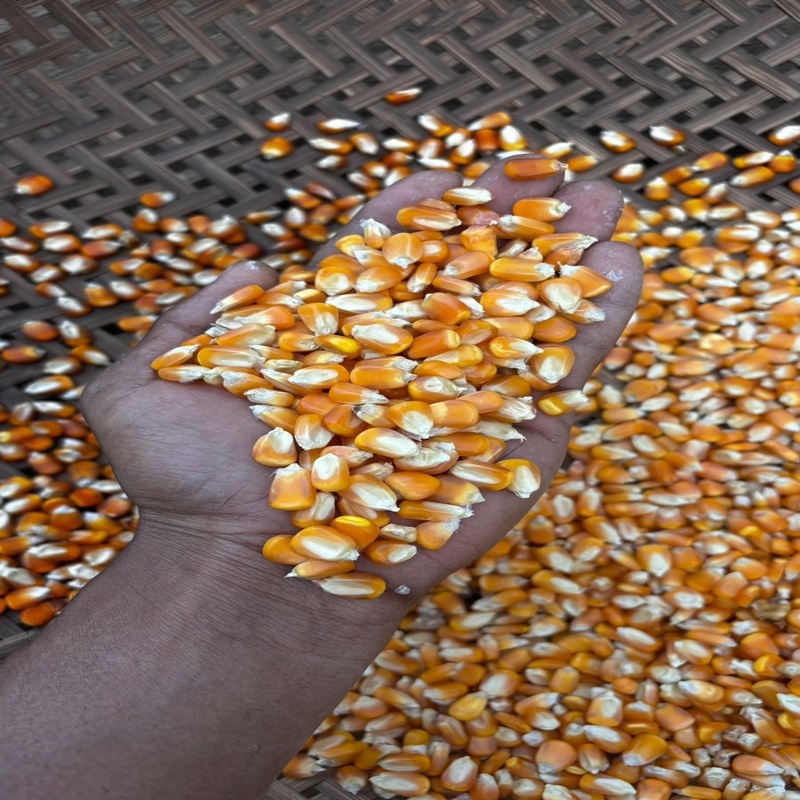 Maize Seedss - Color: Yellow
