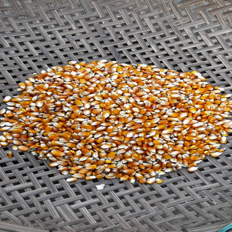 Maize Seedss - Color: Yellow
