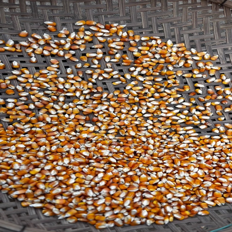 Maize Seedss - Color: Yellow