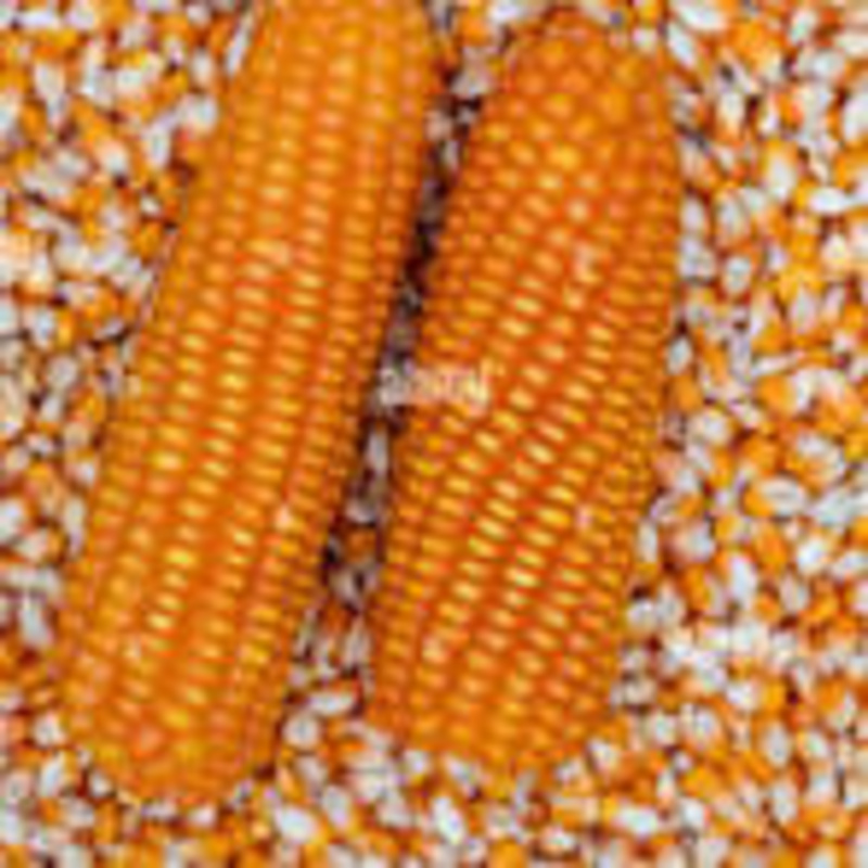 Dry Maize Seeds - Color: Yellow