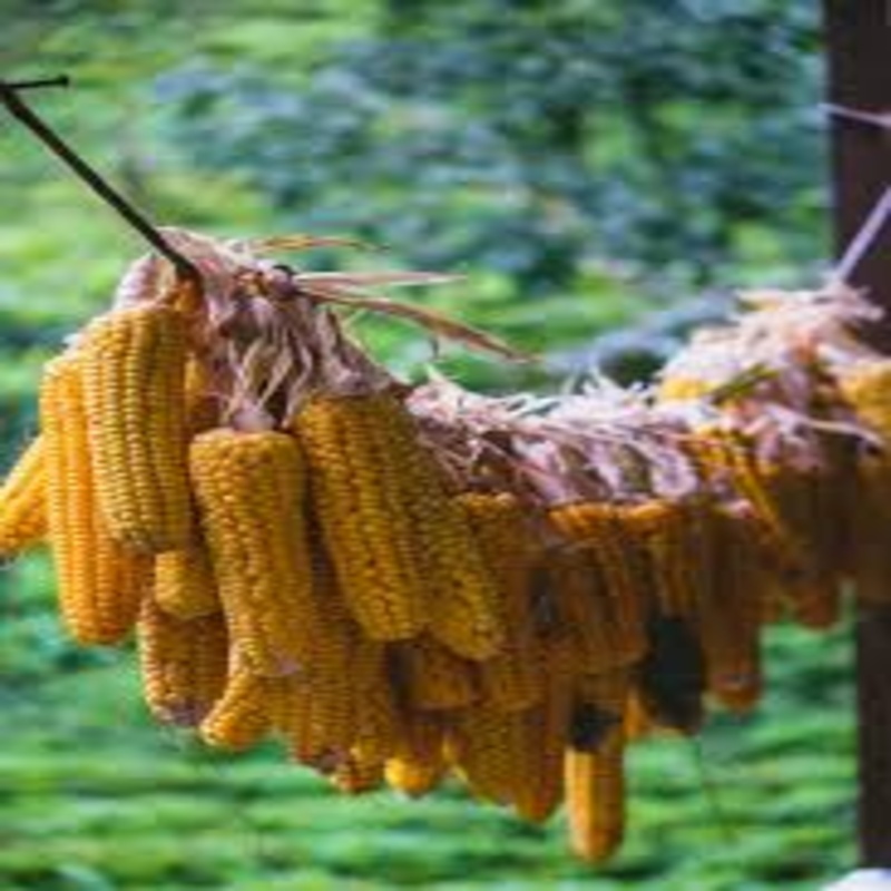 Dry Maize Seeds - Color: Yellow