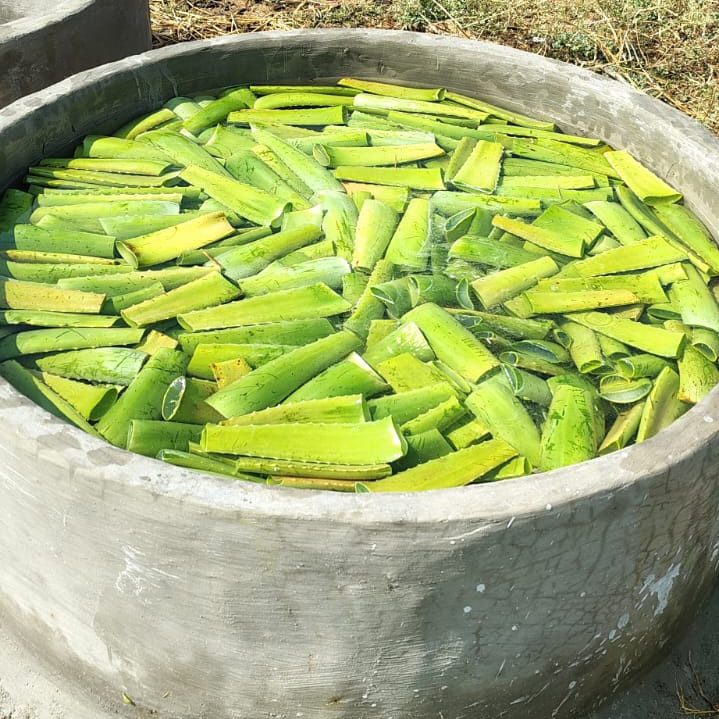 Fresh Aloe Vera Pulp