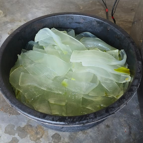 Fresh Aloe Vera Pulp