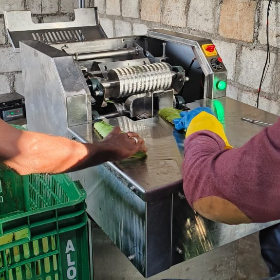 Fresh Aloe Vera Pulp
