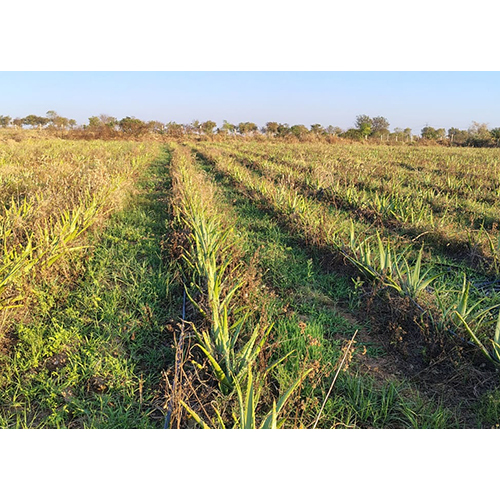 Fresh Aloe Vera Pulp