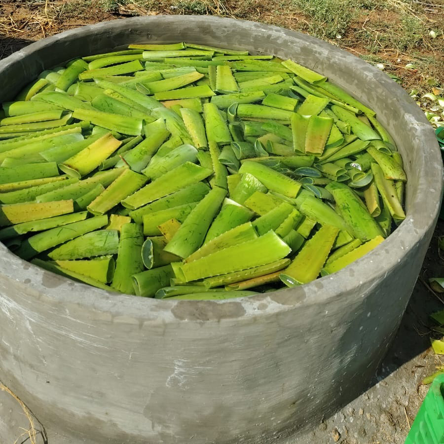 Aloe Vera Pulp - Advantage: Natural