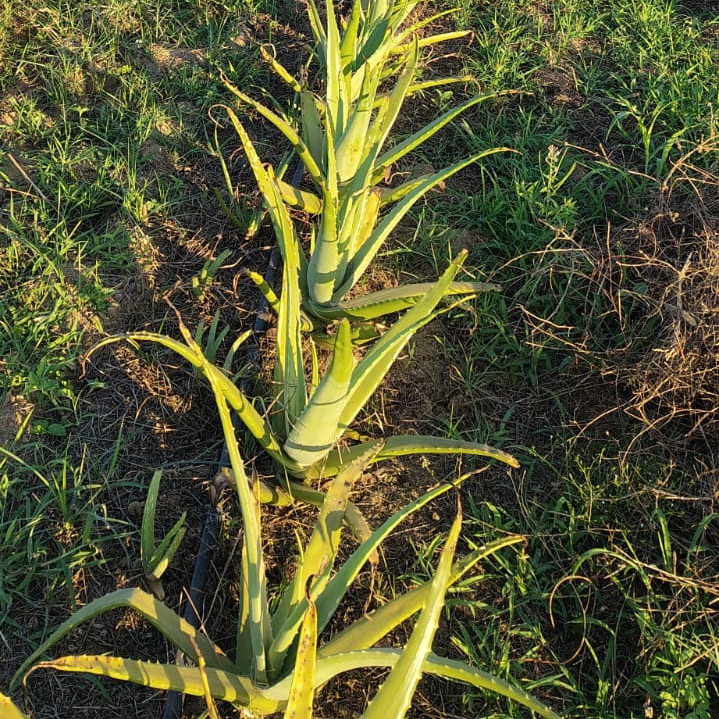 Aloe Vera Pulp - Advantage: Natural