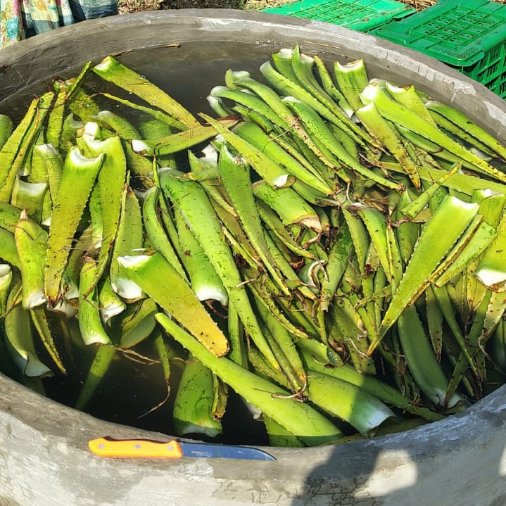 Natural Aloe Vera Pulp