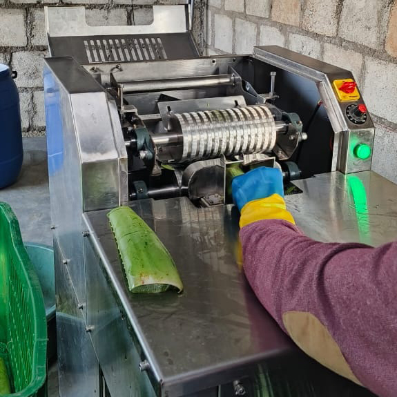 Natural Aloe Vera Pulp