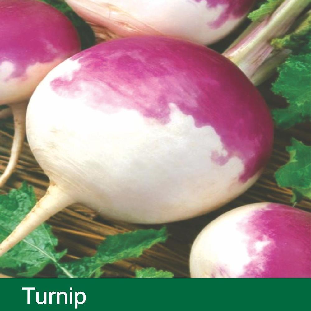 TURNIP SEEDS