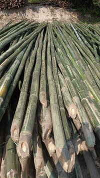 8ft Murli Bamboo Pole - Color: Natural Yellowish-green