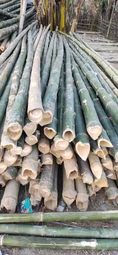 16feet Bamboo Pole