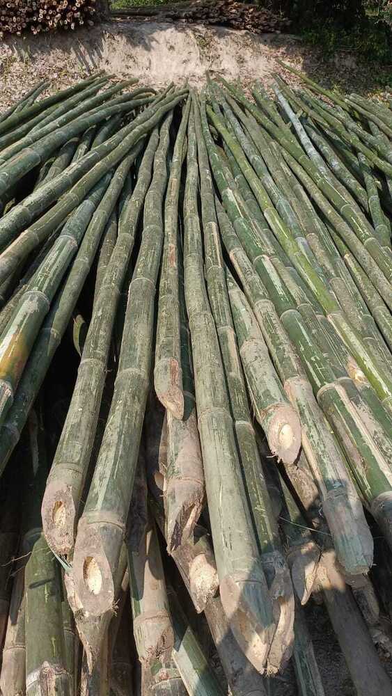 28ft Jawa Bamboo Pole