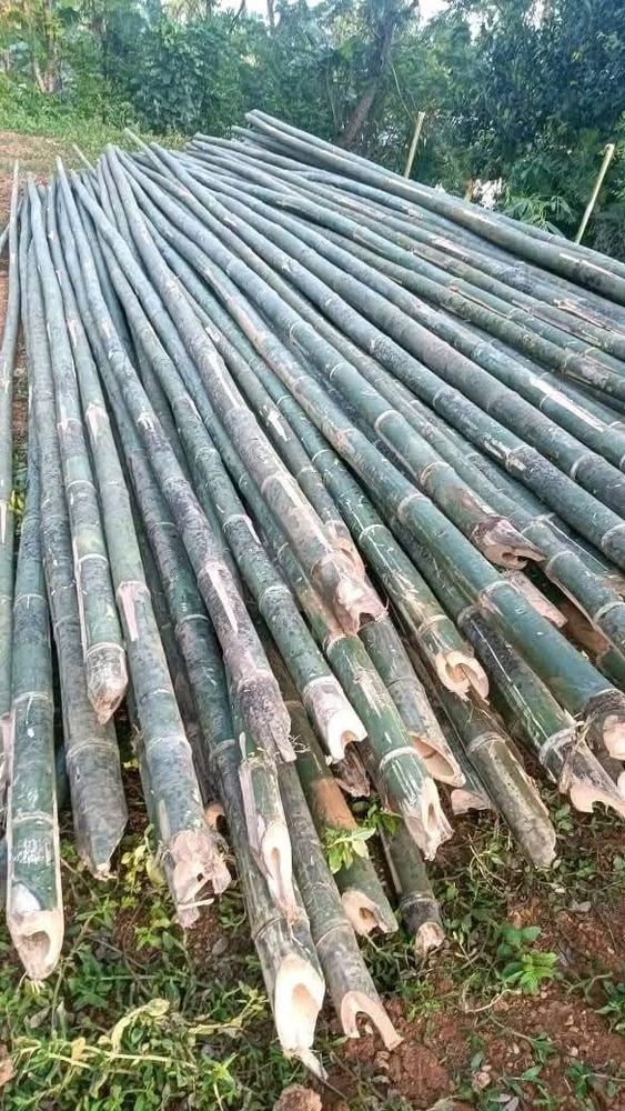 28ft Harroti Bamboo Pole