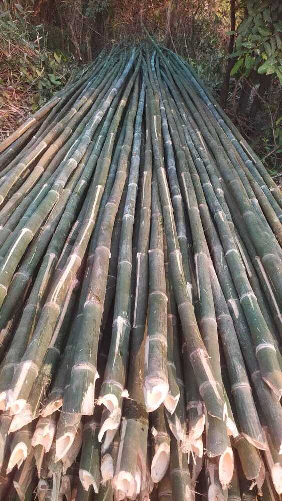 28ft Harroti Bamboo Pole