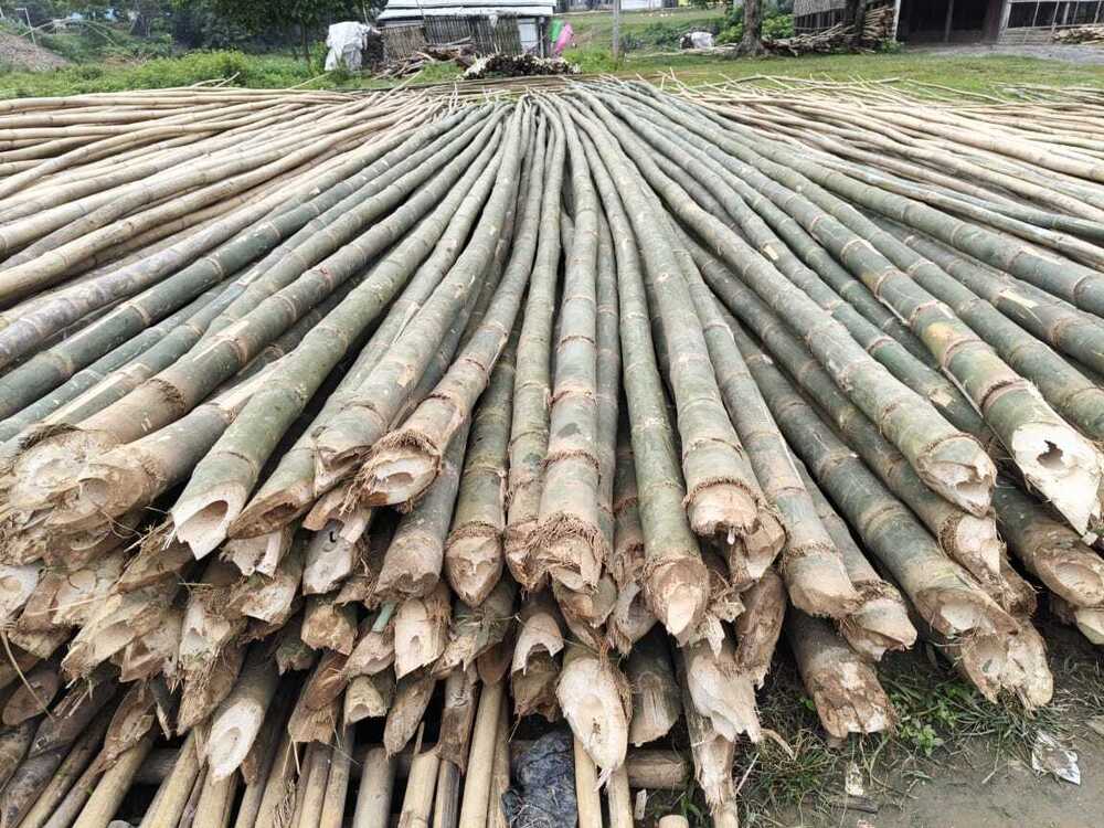 28ft Harroti Bamboo Pole