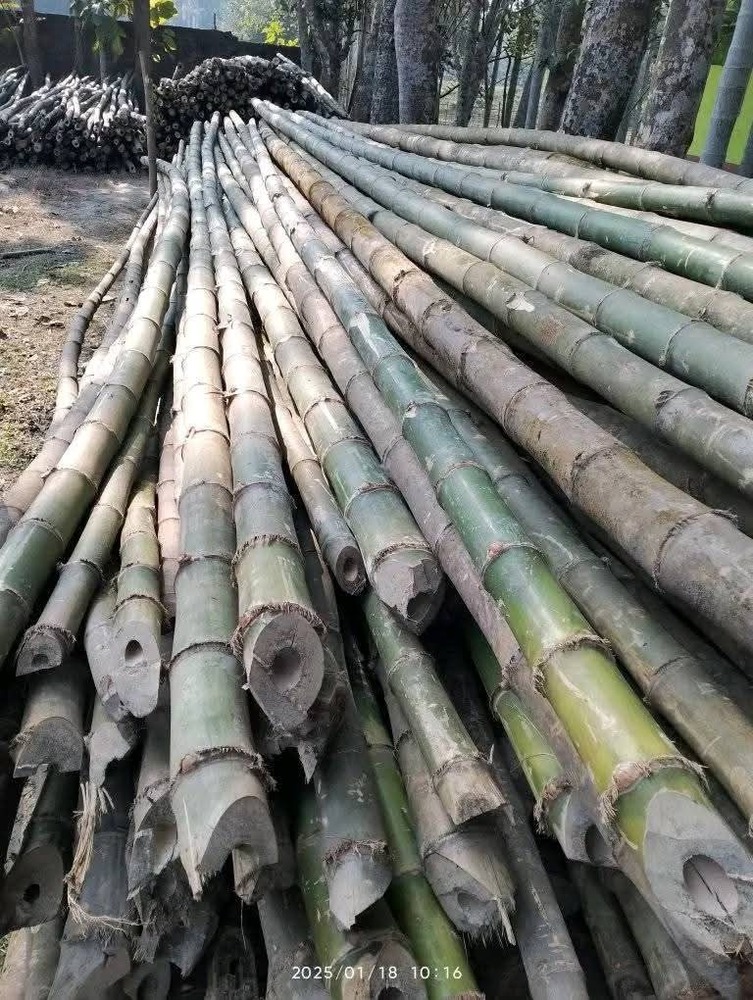 28ft Harroti Bamboo Pole