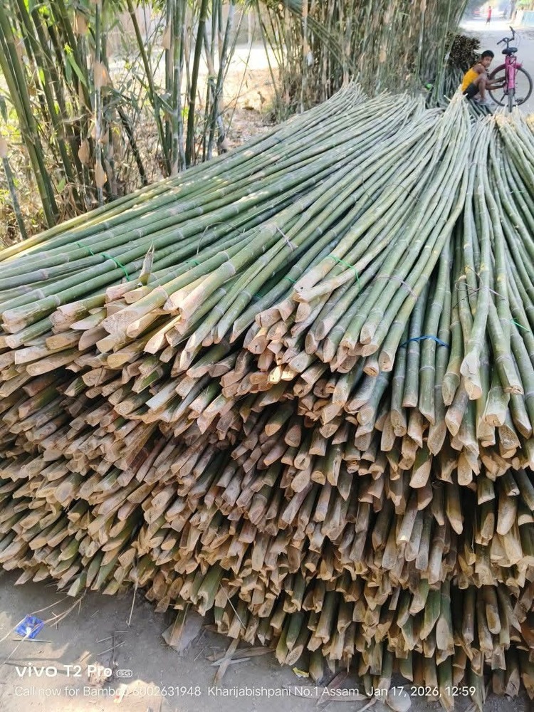 28ft Harroti Bamboo Pole