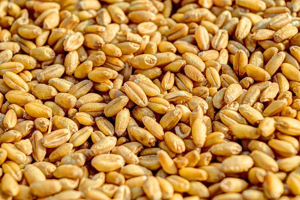 Wheat Grain
