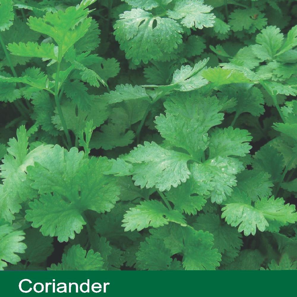 CORIANDER SEEDS