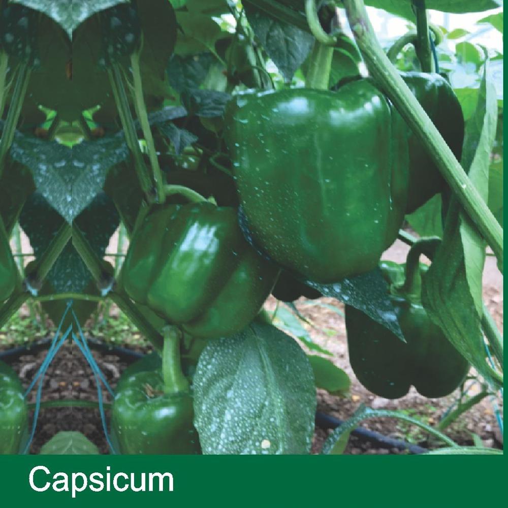 CAPSICUM SEEDS