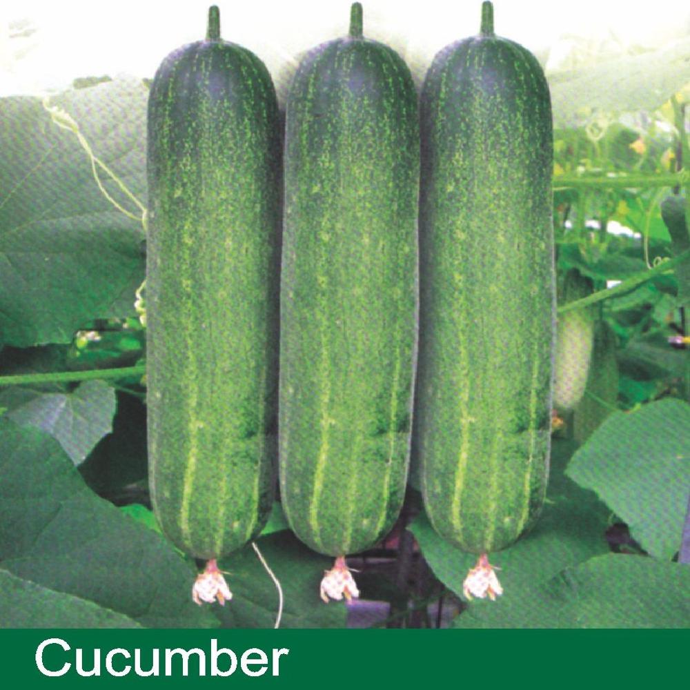 CUCUMBER SEEDS