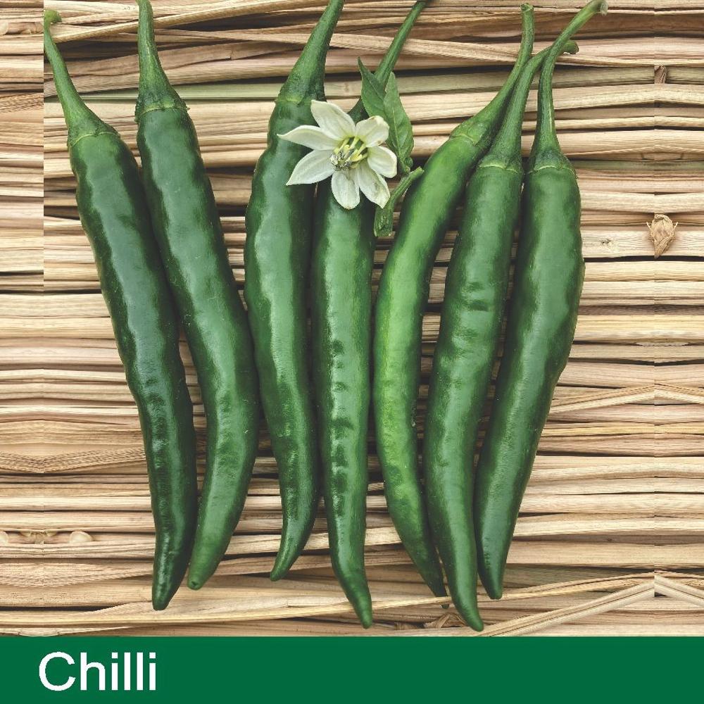 CHILLI SEEDS