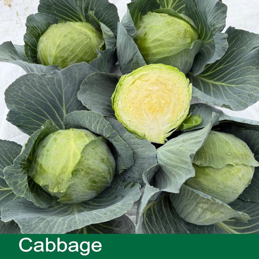 CABBAGE SEEDS
