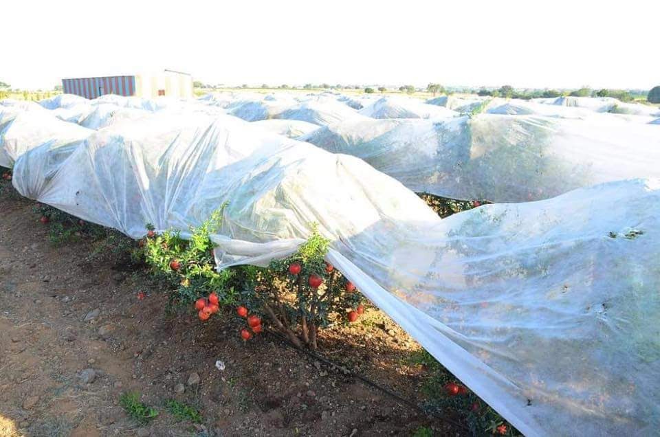 Non Woven Crop Cover