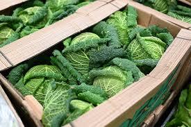 Cabbage Wholesales