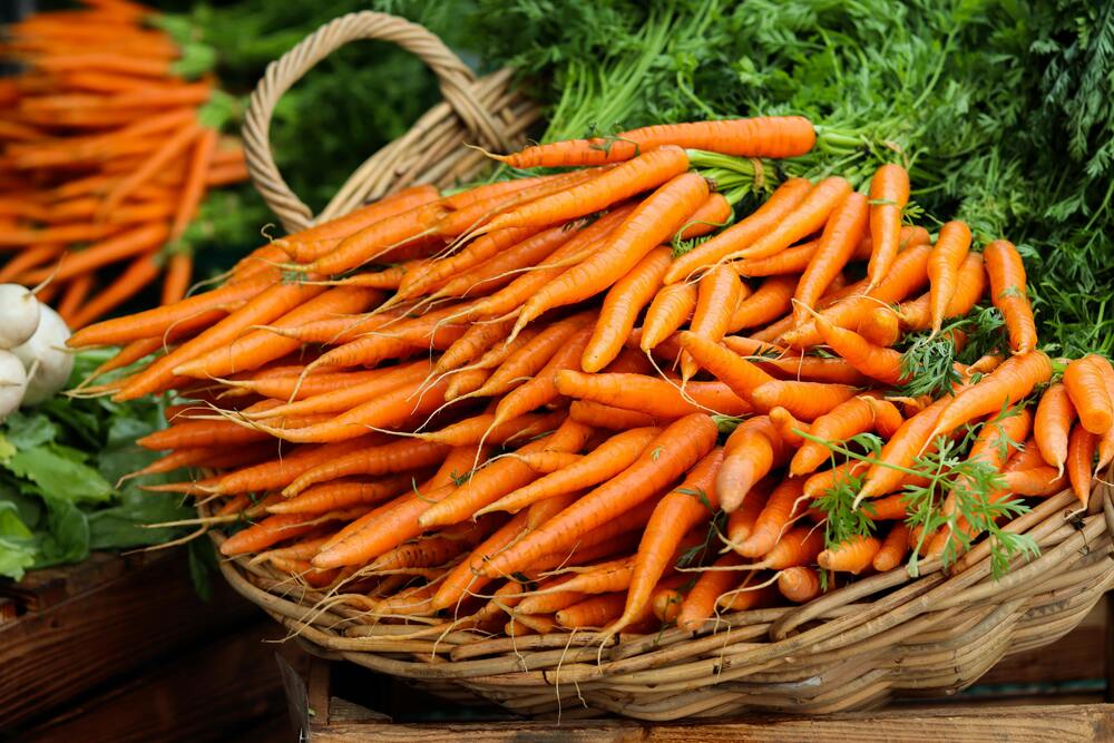 Carrot Wholesale