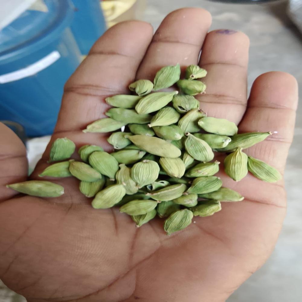 GREEN CARDAMOM(7.5MM-8MM)