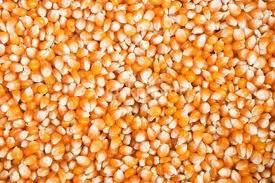 Common Makai Yellow Maize