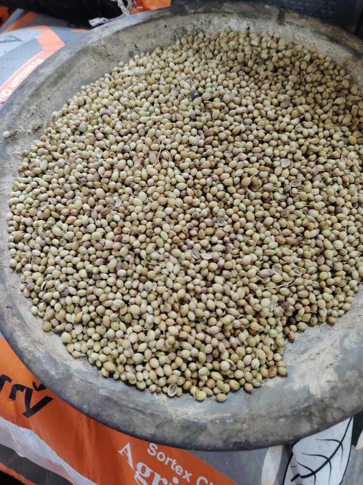 Coriander Seeds