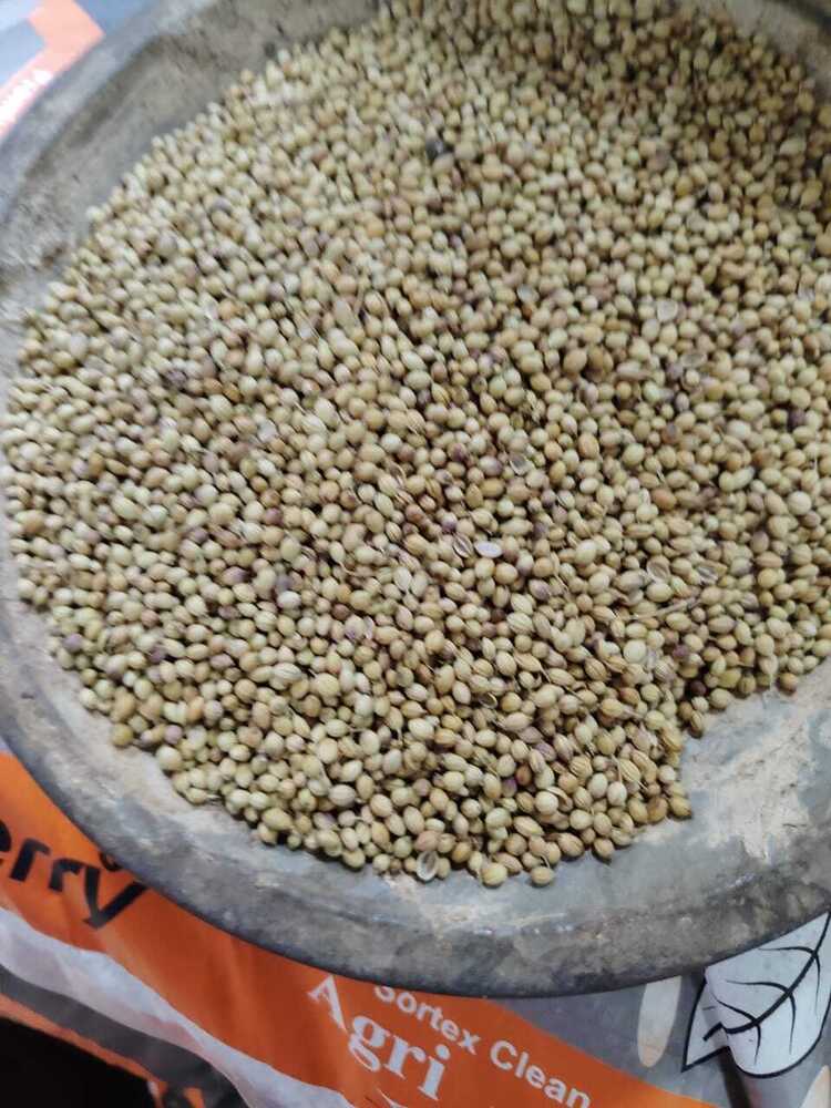 Coriander Seeds