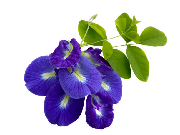 Natural Solar Dried Blue Pea
