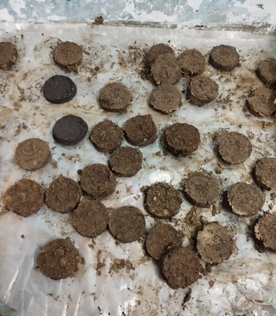 Cow Dung Pellets