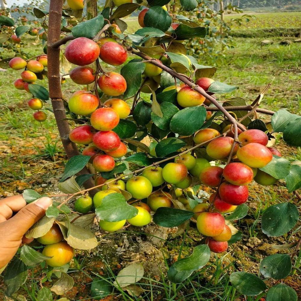 Ber Powder - Product Type: Herbal Extract