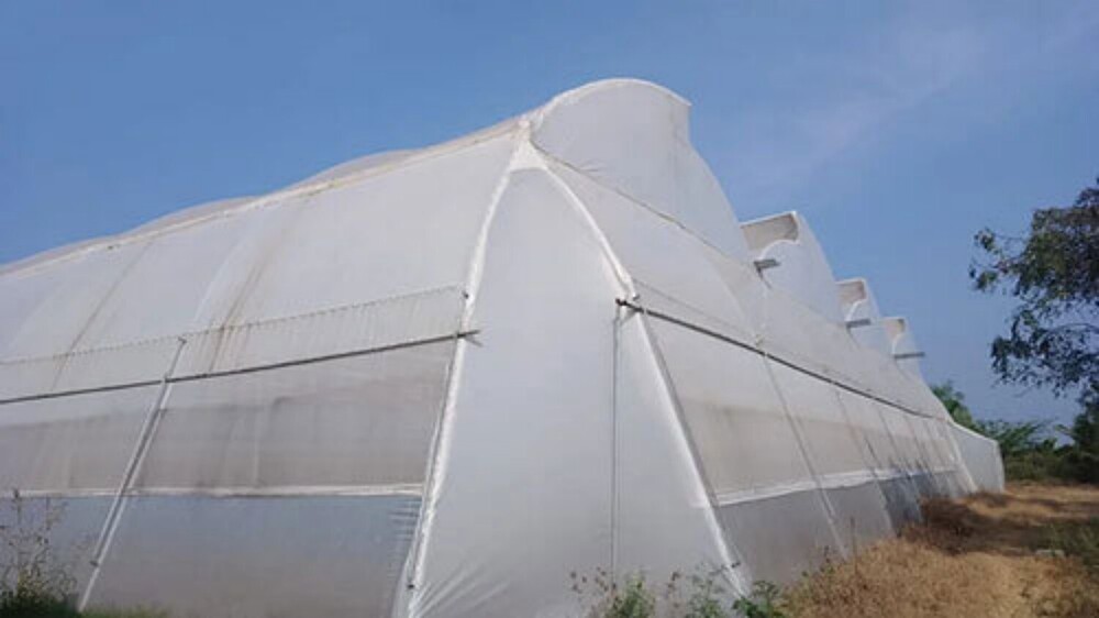 Agriculture Polyhouse Structure - Advantage: Improved Crop Yield