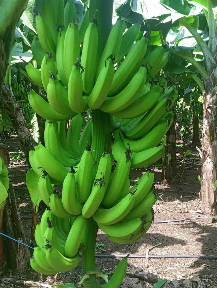 Fresh Banana